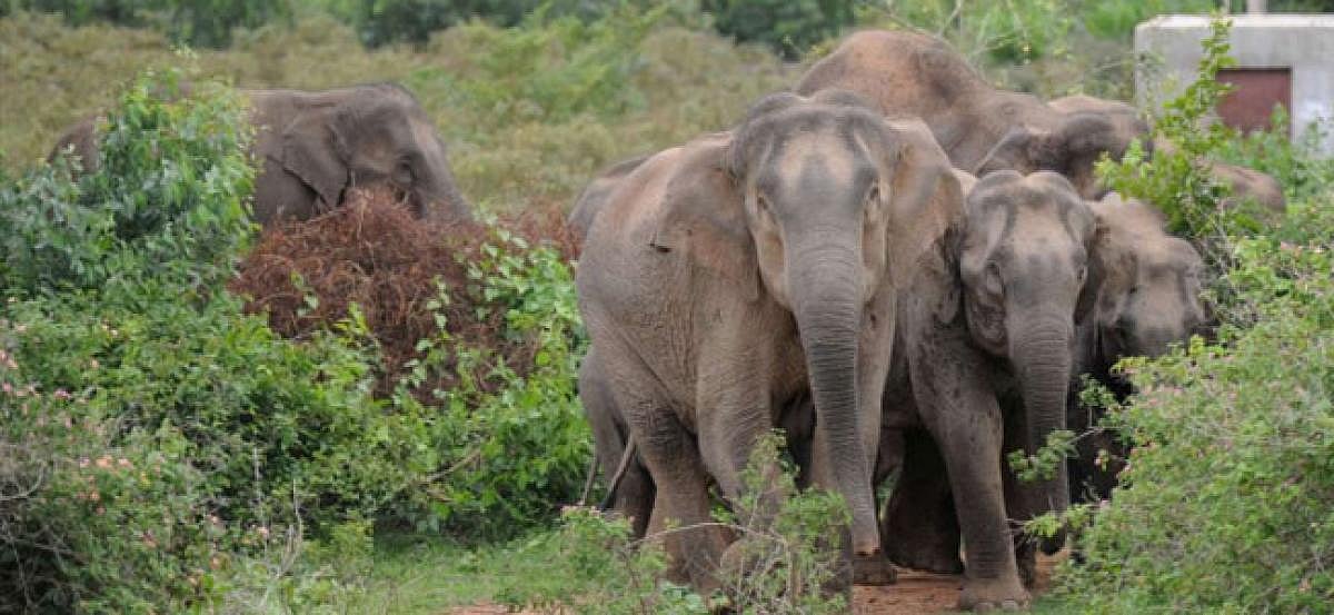 Bhopal: Herd Of Five Elephants Damage Houses In Anuppur - Vimarsana News