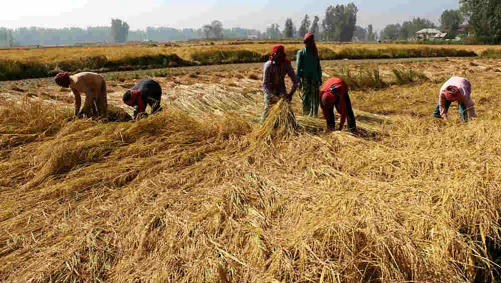 Chhattisgarh: Incessant rains damage paddy worth several hundred crores, opposition hold Bhupesh...