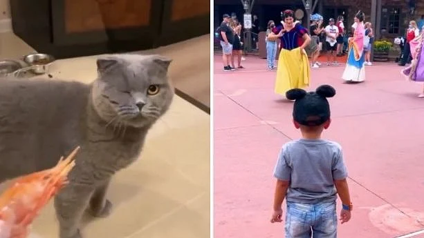 Year-ender 2021: From Baron the cat to real life prince charming, here are the best reels on...