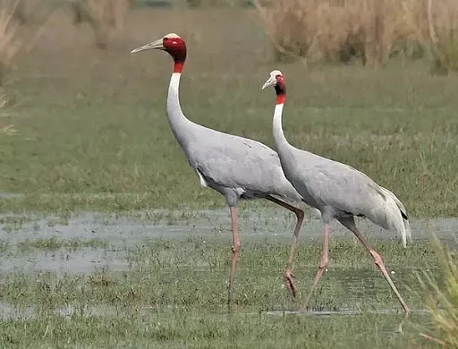 FPJ Legal: Threat to survival of Sarus Crane birds, HC slams Maha govt for not acting to preserve...