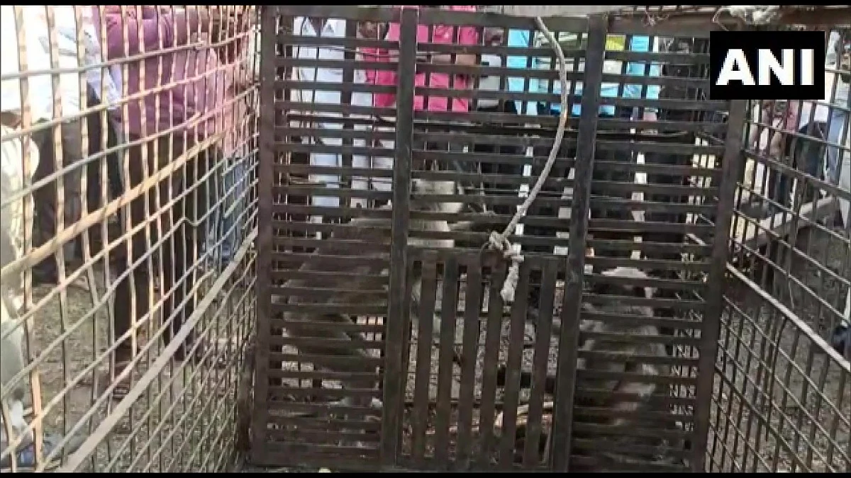 Maharashtra: 2 monkeys involved in killing of many puppies captured, to be released in a nearby...