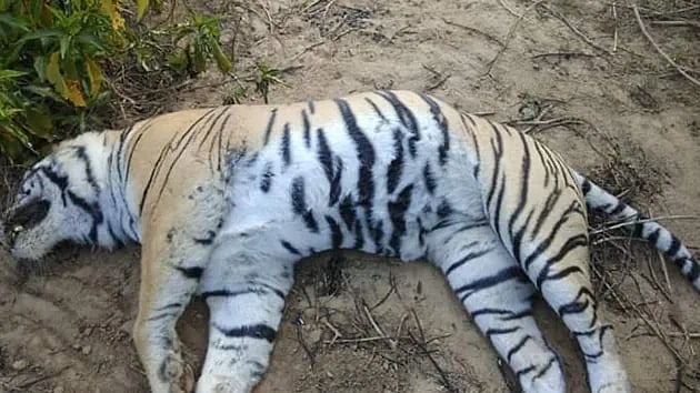 Bhopal: Tigress found dead at Van Vihar National Park - Vimarsana News