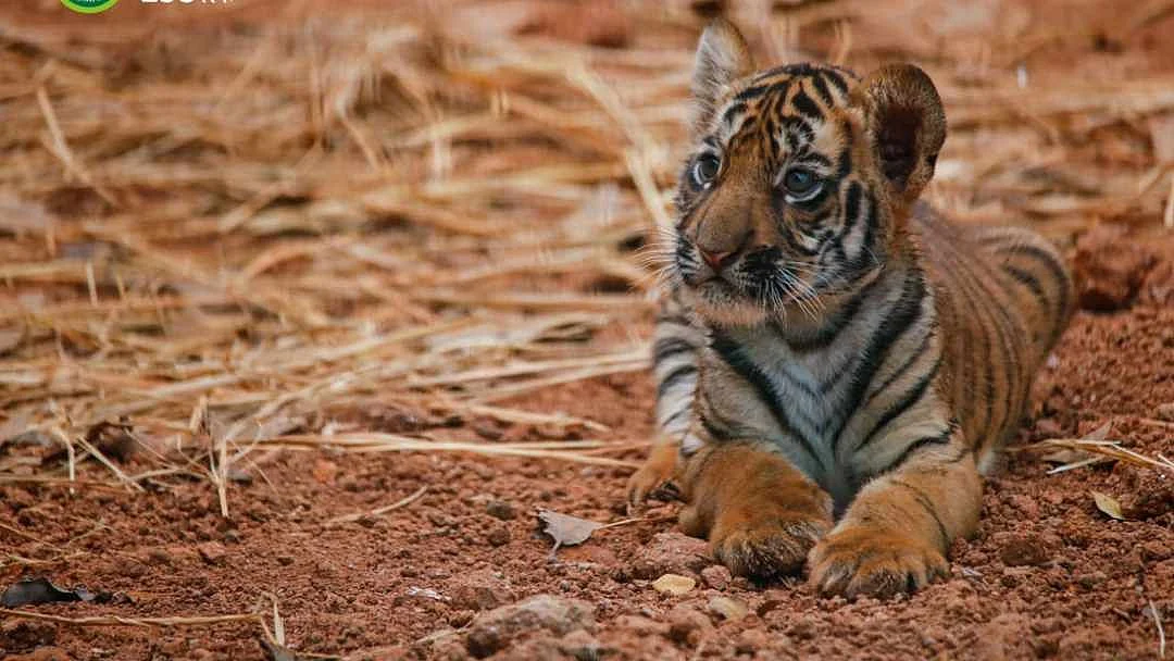 Watch video: Byculla zoo welcomes little tiger cub Veera, christens new penguin chick Oscar
