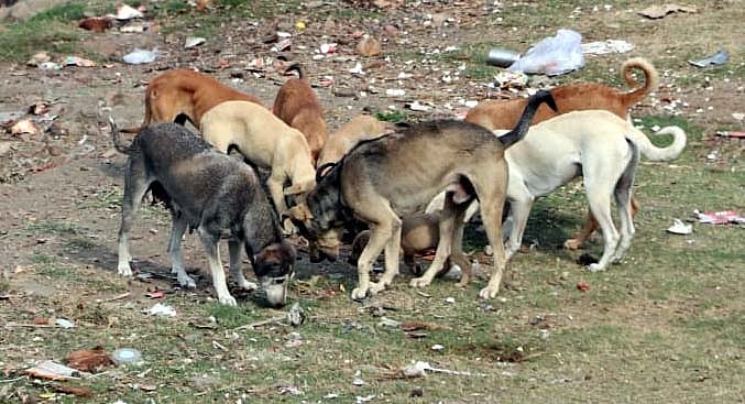 Thanekars want stray dog population under control - Vimarsana News