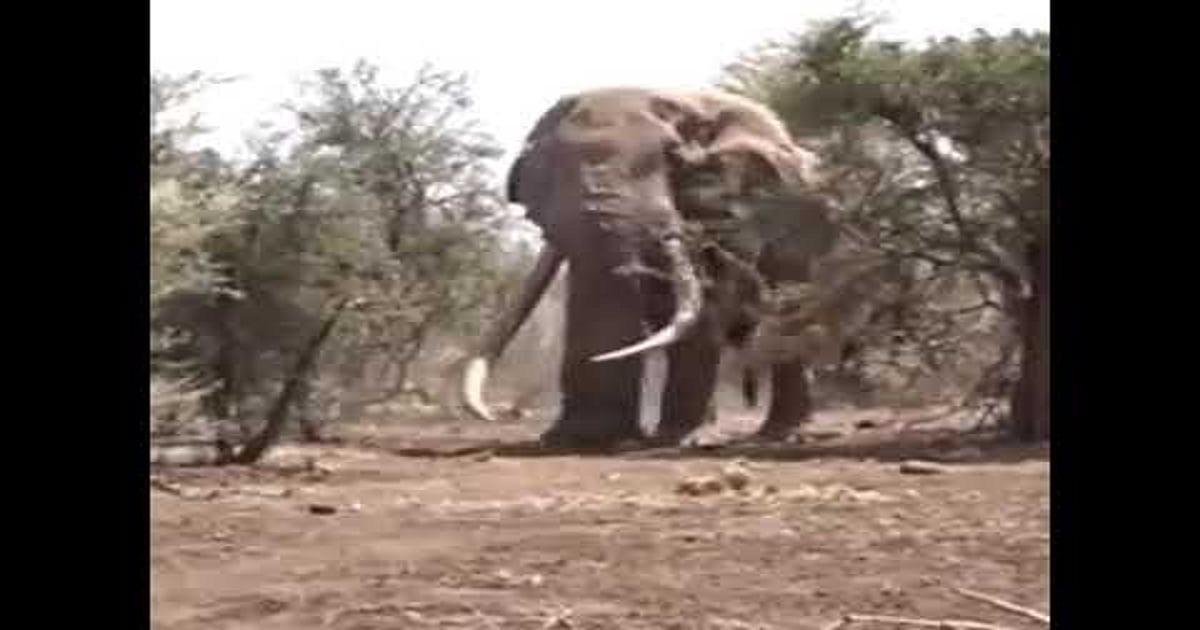 Largest Elephant In The World On Record