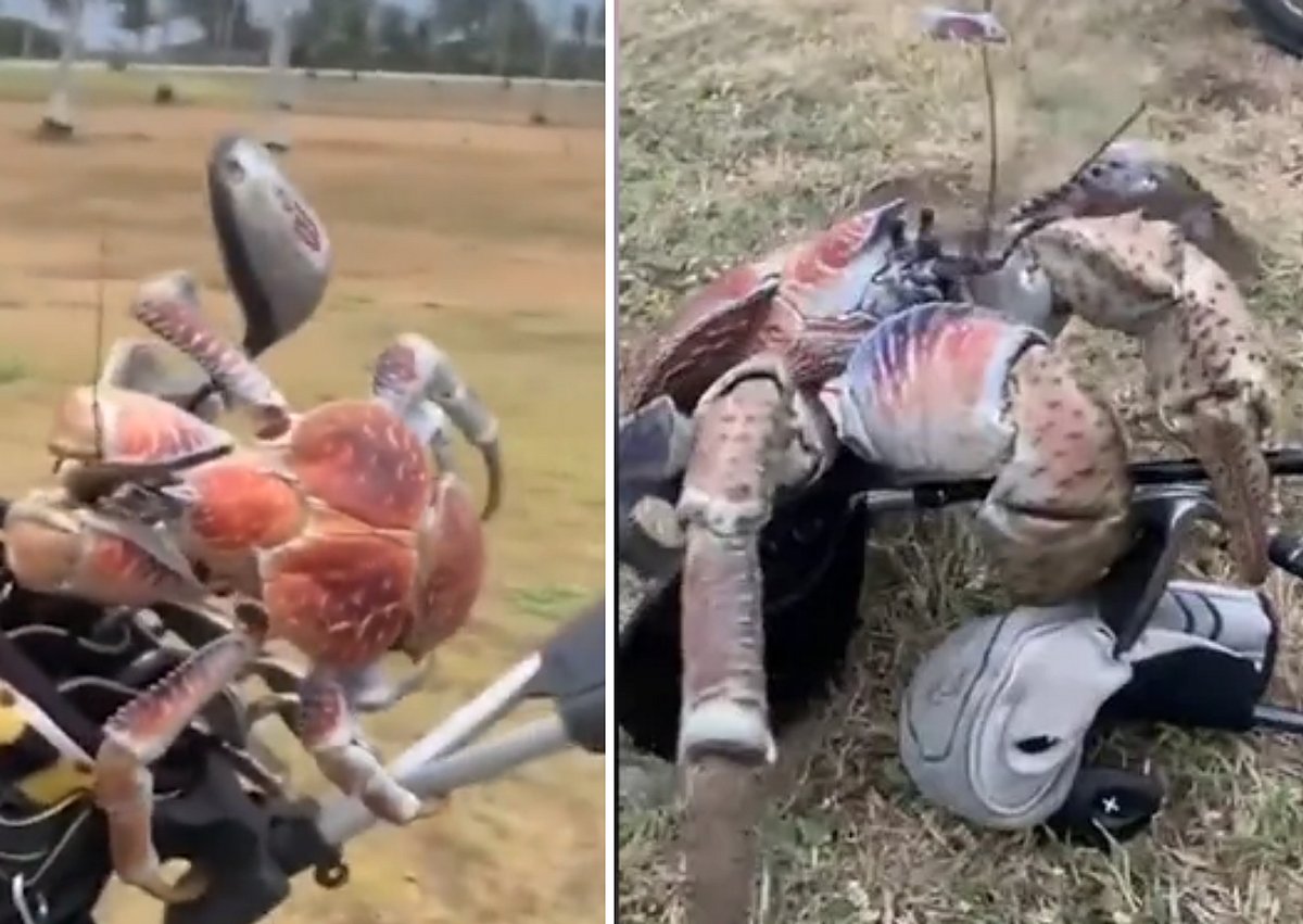 Watch video Robber crab snaps club in half, shocks Australian golfers