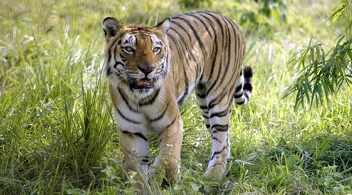 Farmer killed in tiger attack in Maharashtra's Chandrapur - Vimarsana News