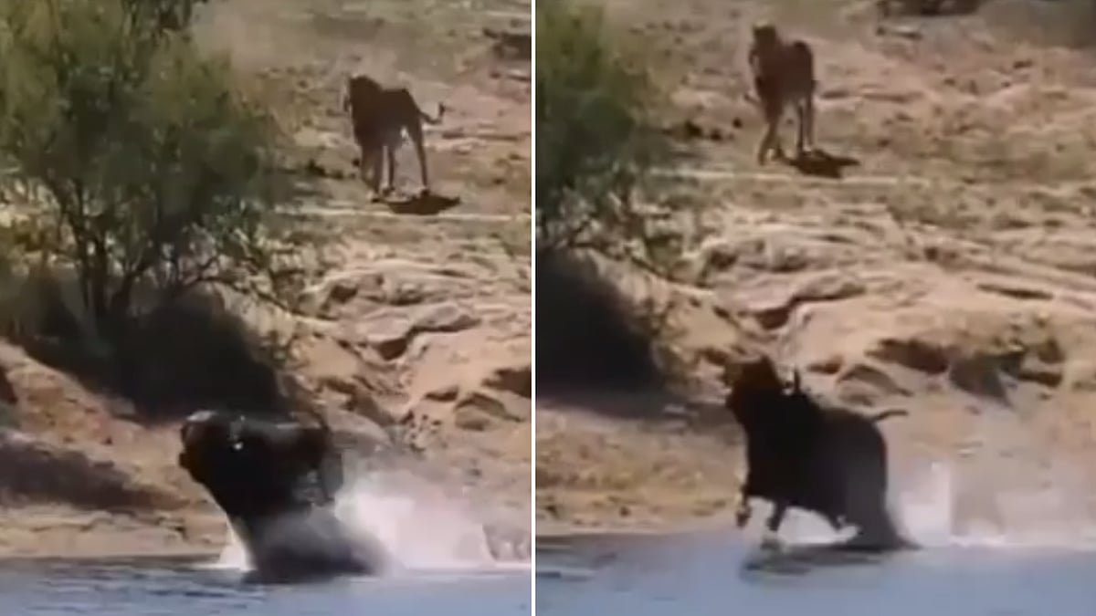 Watch video Buffalo jumps into water after being chased by Lion