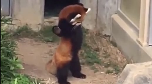Watch video: Red panda sees rock, its 'oh' reaction will leave you stunned