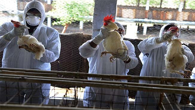 What is H3N8 bird flu detected in China for first time in human? - Vimarsana News