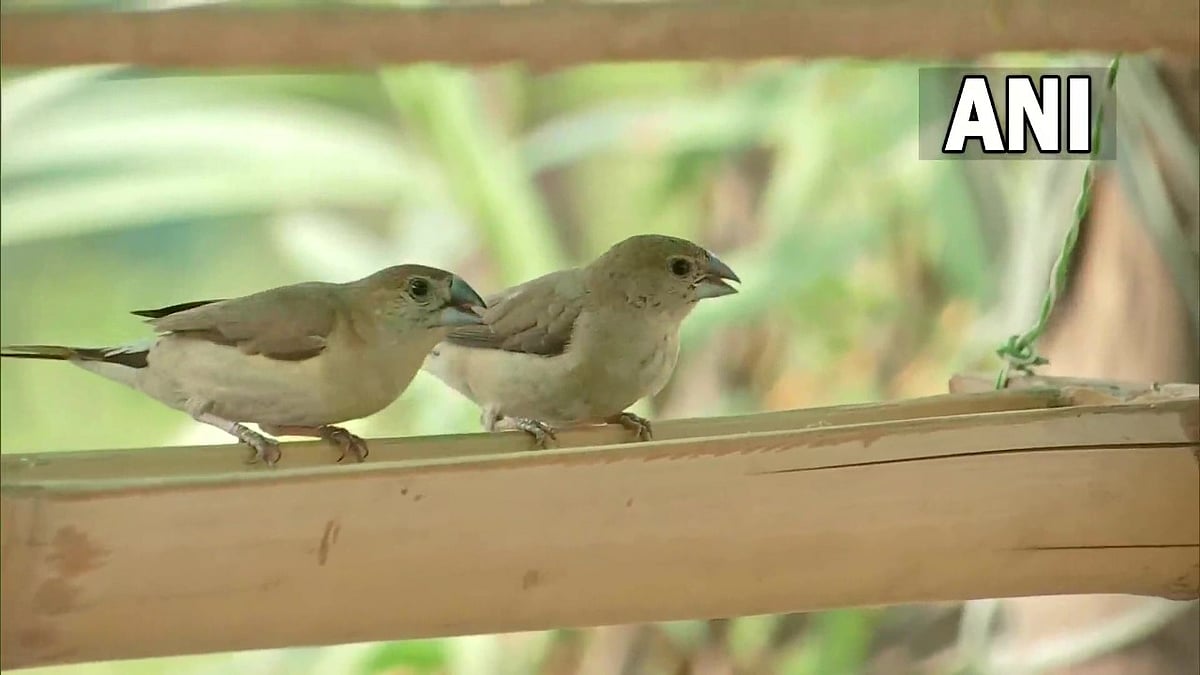 Mini bird sanctuary set up by environmentalist at Nagpur, holds over 40 bird species - Vimarsana News