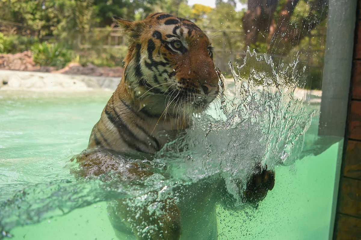 Shakti, a Bengal Tiger swims in a pool on a hot afternoon at the Veermata Jijabai Bhosale Udyan and Zoo in Mumbai on April 12, 2022.
