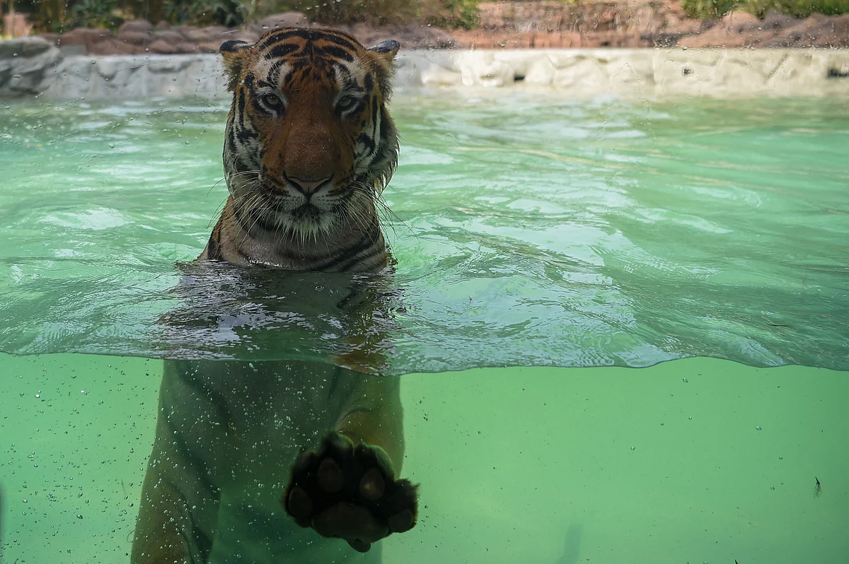 Shakti, a Bengal Tiger swims in a pool on a hot afternoon at the Veermata Jijabai Bhosale Udyan and Zoo in Mumbai on April 12, 2022.