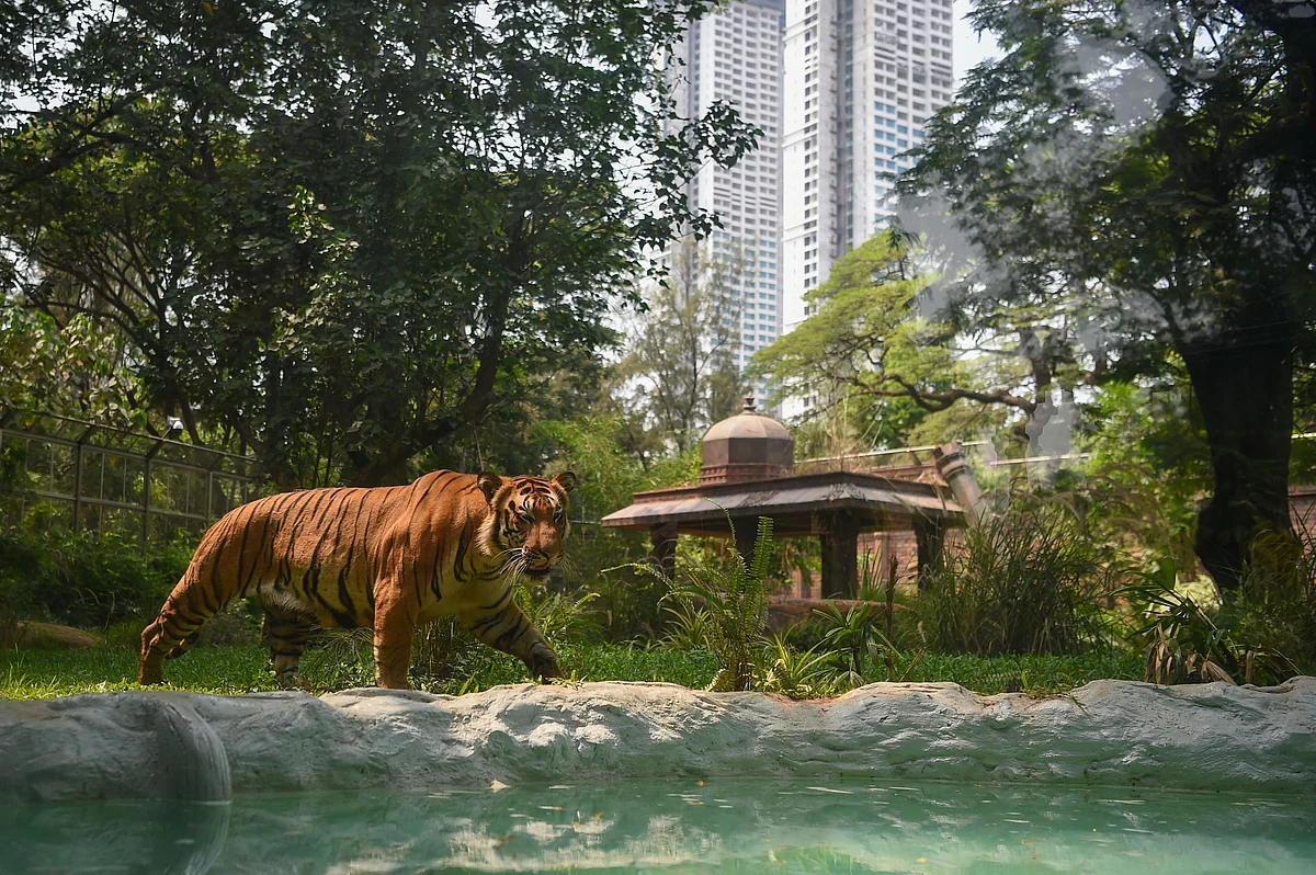 Shakti, a Bengal Tiger prepares to enter in a pool on a hot afternoon at the Veermata Jijabai Bhosale Udyan and Zoo in Mumbai on April 12, 2022.