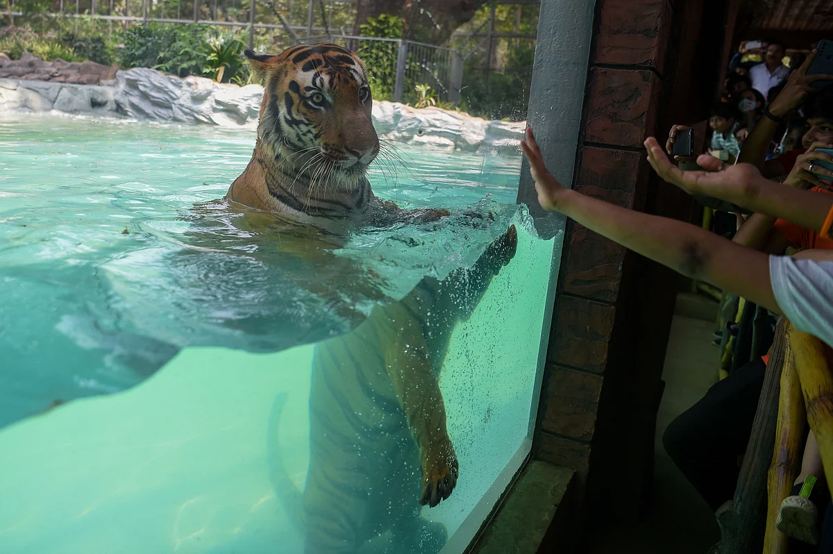 Visitors take pictures as Shakti, a Bengal Tiger swims in a pool on a hot afternoon at the Veermata Jijabai Bhosale Udyan and Zoo in Mumbai on April 12, 2022.