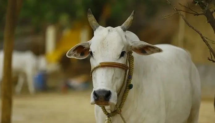 Indore: Lumpy virus infects two cows, alert issued in district - Vimarsana News
