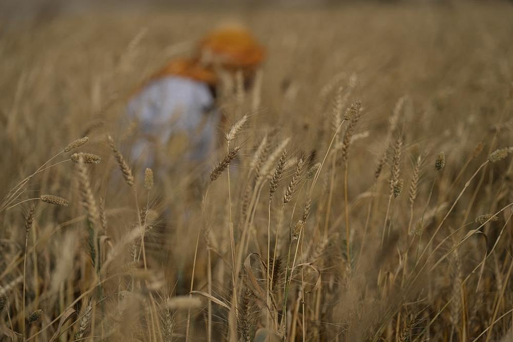 Wheat prices hit record high following India's export ban - Vimarsana News