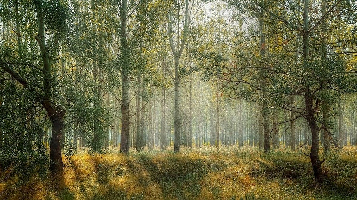Trees are not lamp posts, cannot be transplanted - Vimarsana News