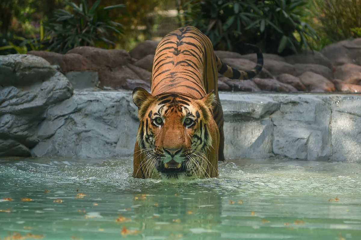 Shakti, a Bengal Tiger enters in a pool on a hot afternoon at the Veermata Jijabai Bhosale Udyan and Zoo in Mumbai on April 12, 2022.