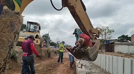 Amidst violence at Jahangirpuri, video of human rescuing dog via 'bulldozer' goes viral
