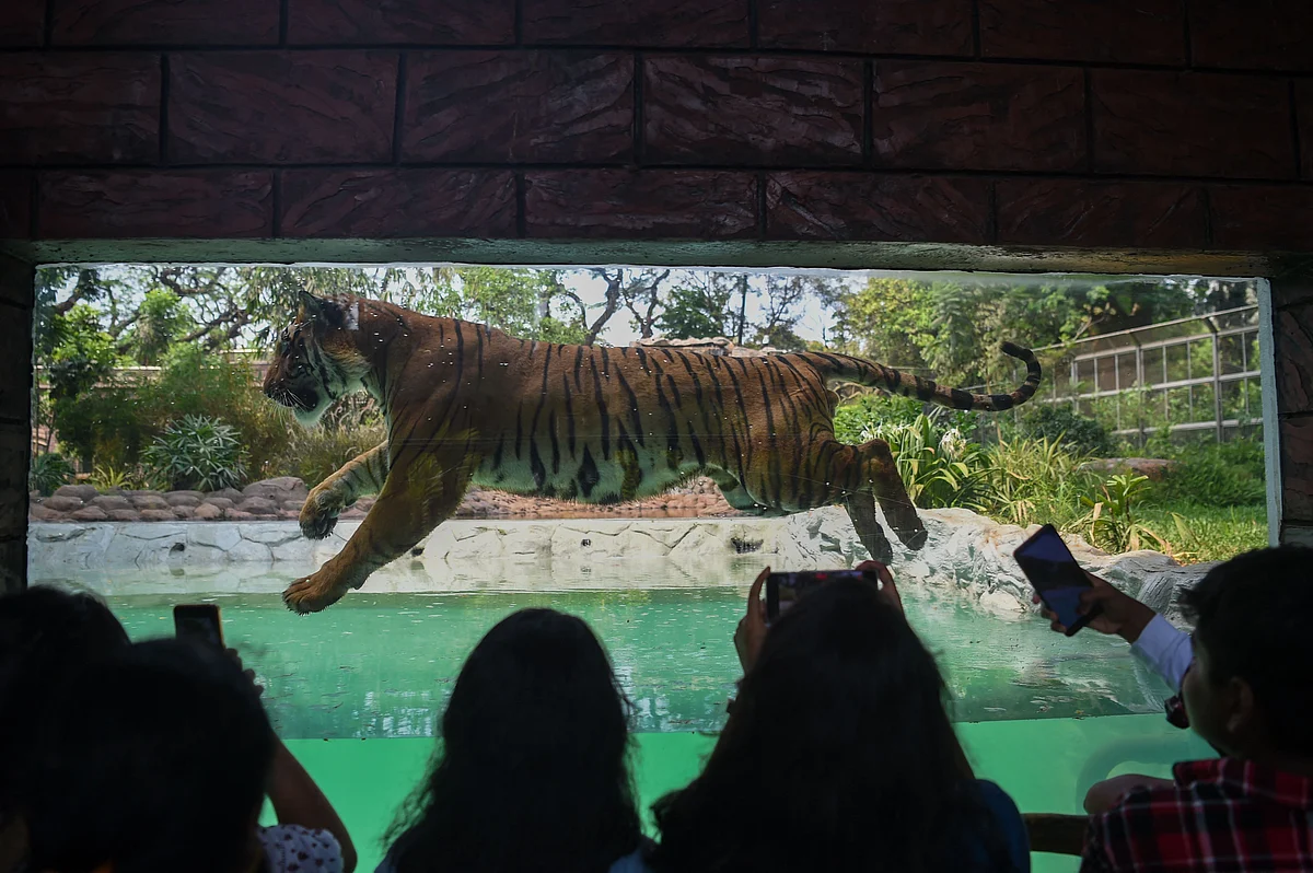 Shakti, a Bengal Tiger jumps in a pool on a hot afternoon at the Veermata Jijabai Bhosale Udyan and Zoo in Mumbai on April 12, 2022.