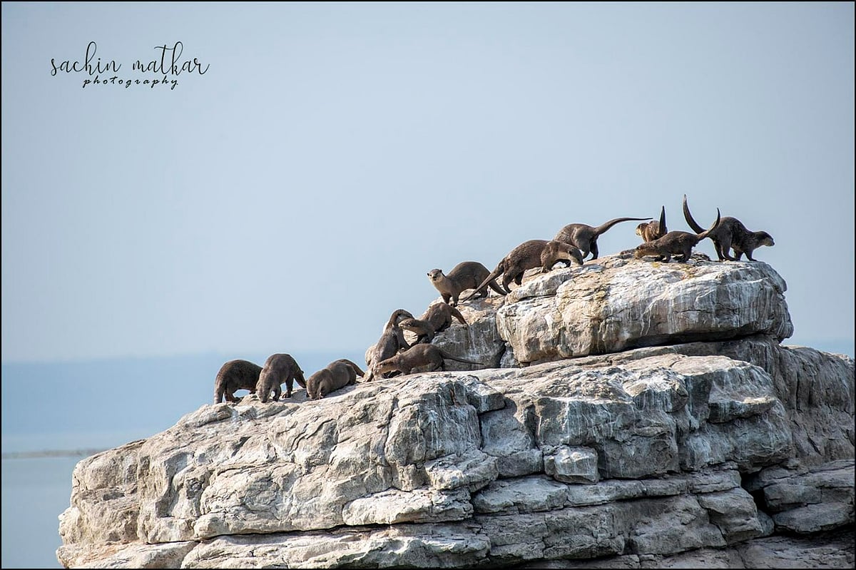 World Otter Day: Emmitt Otterton? Here, in Madhya Pradesh? Believe it or not, Yes; Otters found their way back during first COVID lockdown - Vimarsana News
