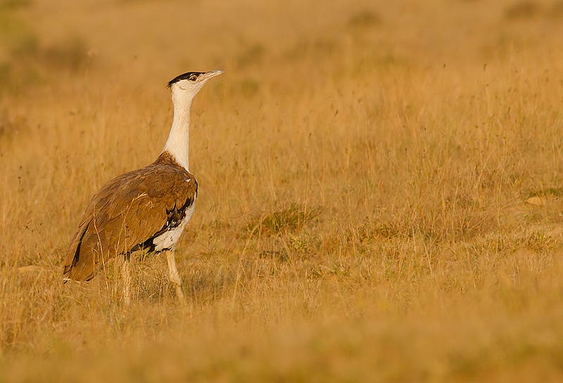 MP farmers troubled by wildlife sanctuary housing bird that no longer exists - Vimarsana News