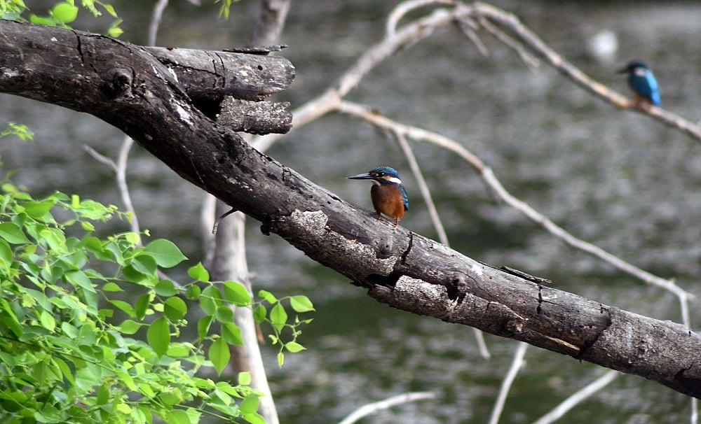 Bhopal: International Biodiversity Day; 35 species of birds spotted at Van Vihar - Vimarsana News