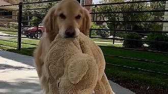 Watch: This adorable dog takes his soft toy for a walk - Vimarsana News