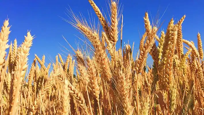 Alot: Wheat, gram sacks missing from warehouse, couple booked - Vimarsana News