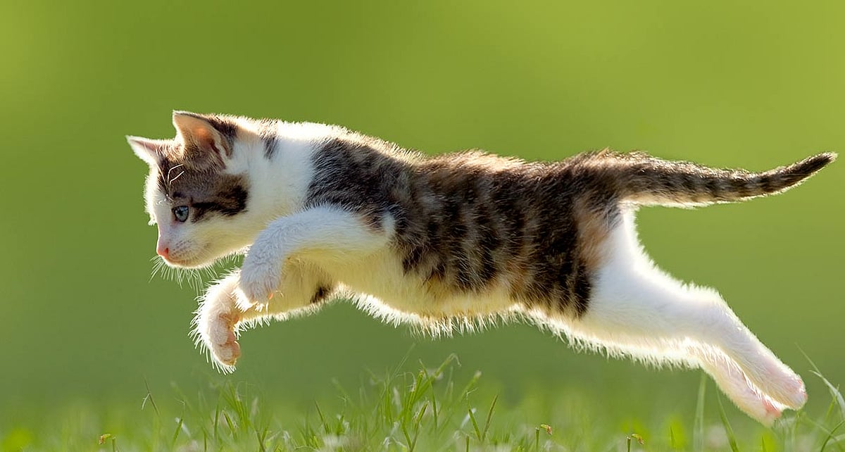 Oh, cat! US animal, wrongly fined for trespassing neighbourhood, wins 3-year court battle - Vimarsana News