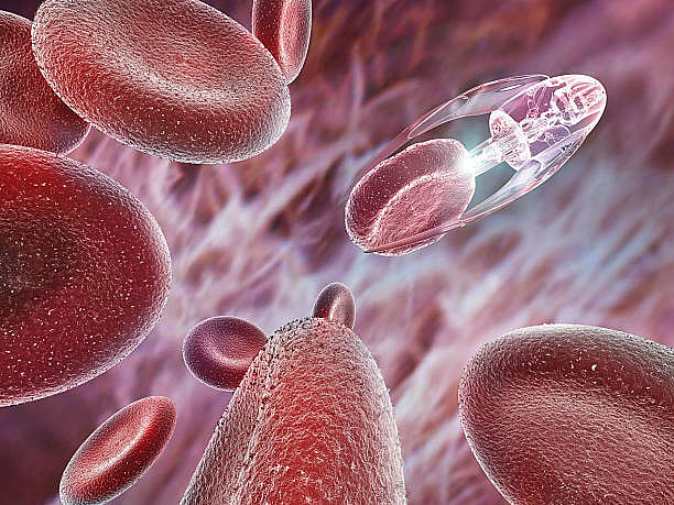 ISC Semester 2 Biology Paper 1 Exam Tomorrow; Check Specimen Question Paper here - Vimarsana News