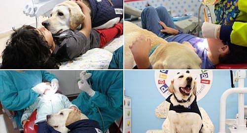 Watch: How this adorable dog comforts children by working as a dental assistant - Vimarsana News