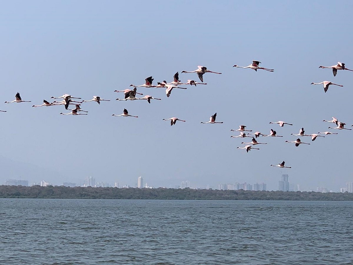 Number of flamingos flying into Thane Creek Sanctuary rise to 1.4 lakh in last two decades - Vimarsana News