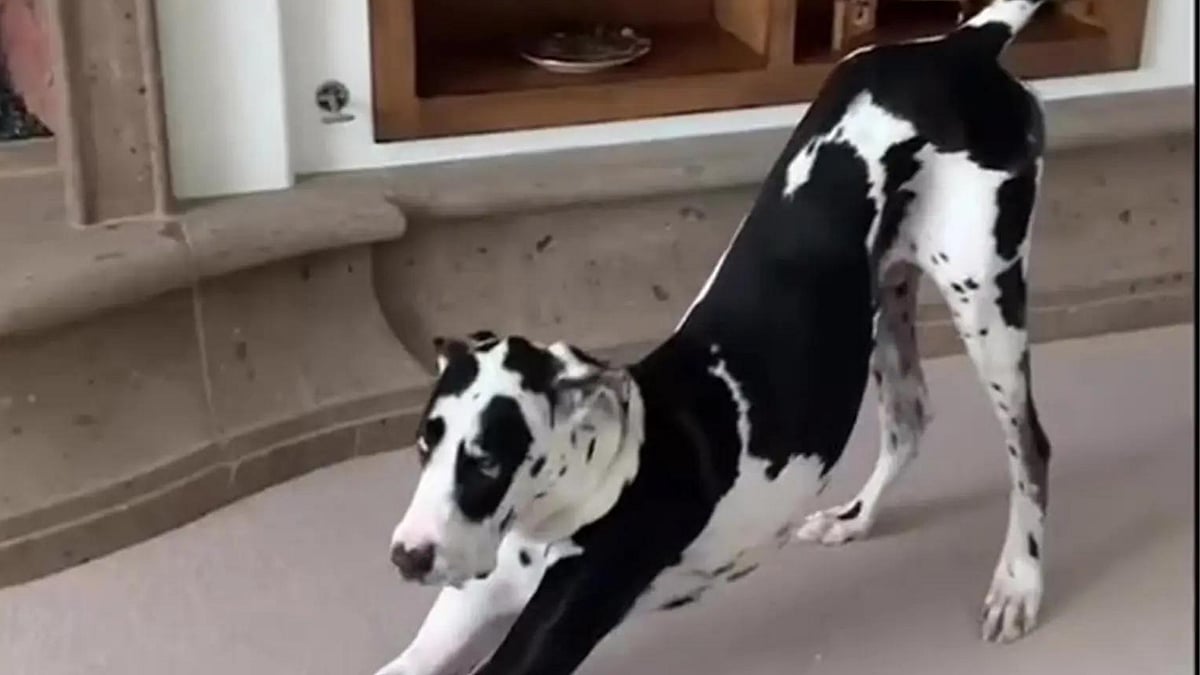 'Farting Dog' Roland is a TikTok sensation - Vimarsana News