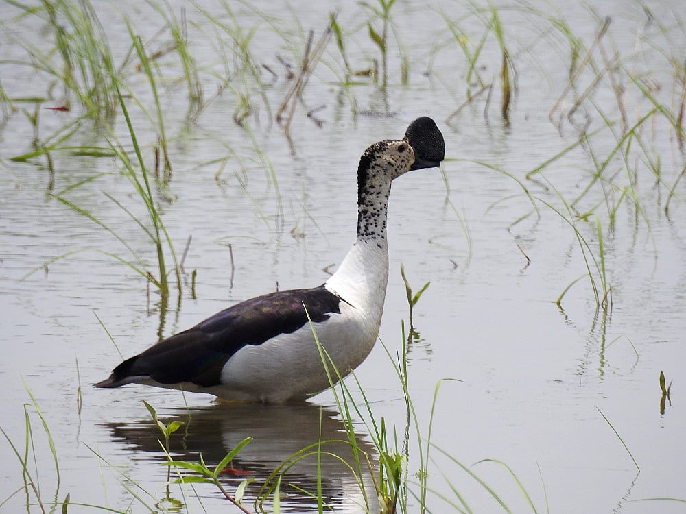 Bhoj Taal Summer Count -2022 : 2078 birds of 82 species spotted in Bhopal - Vimarsana News