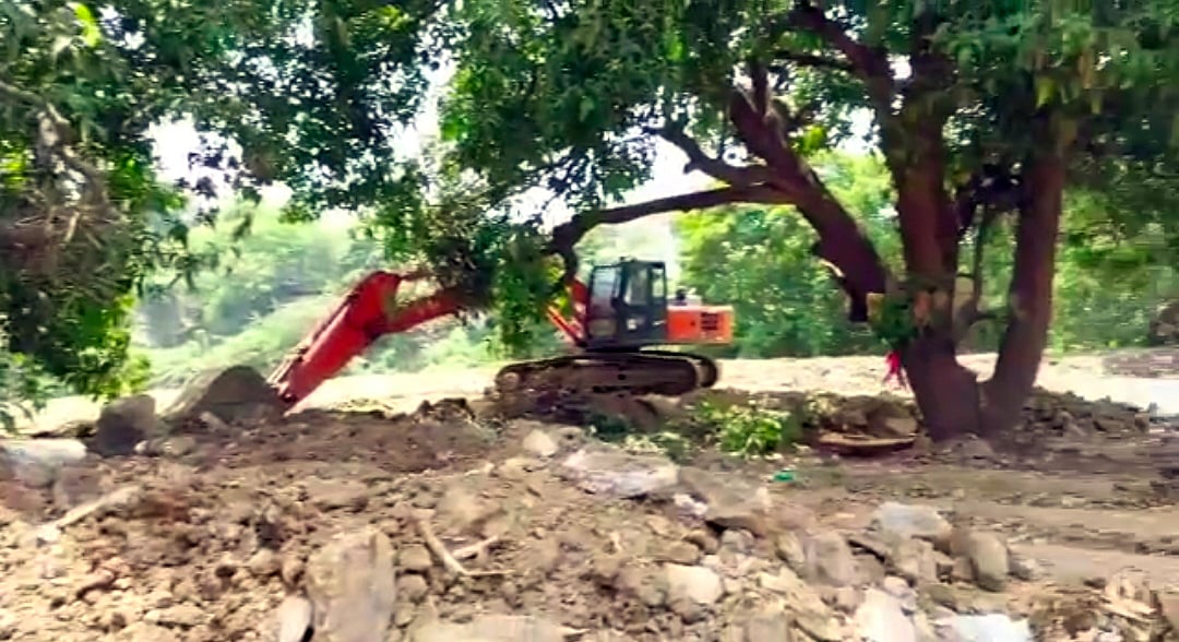 Mira Bhayandar: MBMC under scanner for bid to axe trees in eco-sensitive zone - Vimarsana News