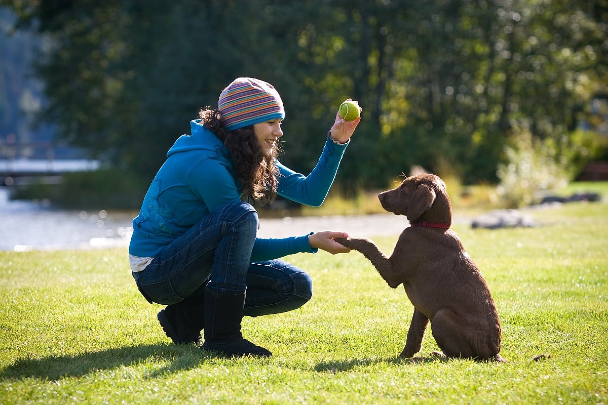 How Pet Psychology Helps Us Understand Our FourLegged Companions In A