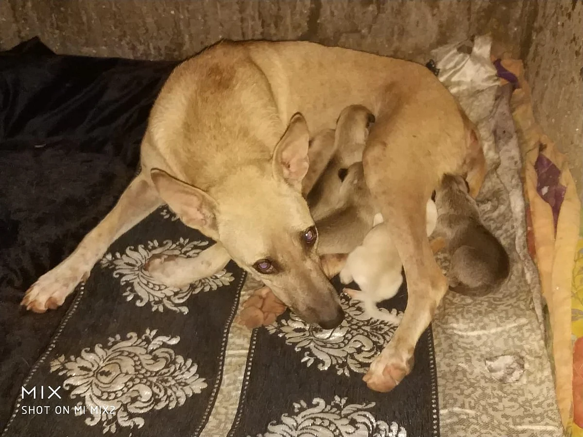 Pup's mother