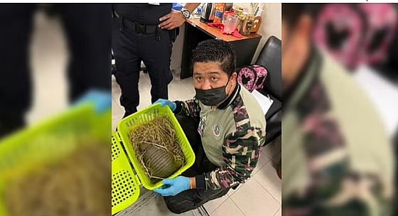 Two Indian women arrested in Thailand for smuggling more than 100 animals - Vimarsana News