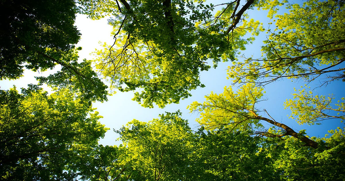 Navi Mumbai NMMC Plans To Plant 40 000 Trees In 2022 23 Navi Mumbai NMMC Plans To Plant 40 000 Trees In 2022 23
