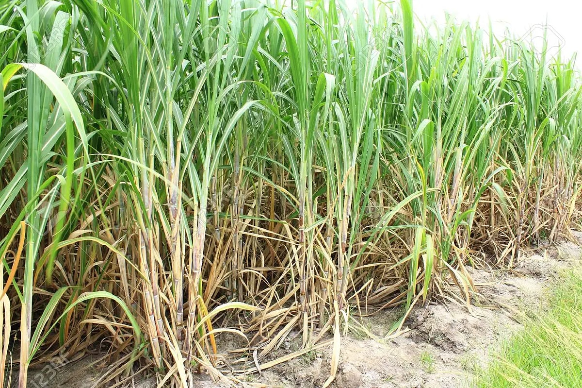 Maharashtra: Sugarcane crushing season to commence on October 15 with estimated sugar production of 138 lakh metric tonnes - Vimarsana News