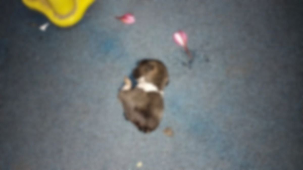 Thane: 5-day-old puppy brutally killed by unknown person in Bhayandarpada - Vimarsana News