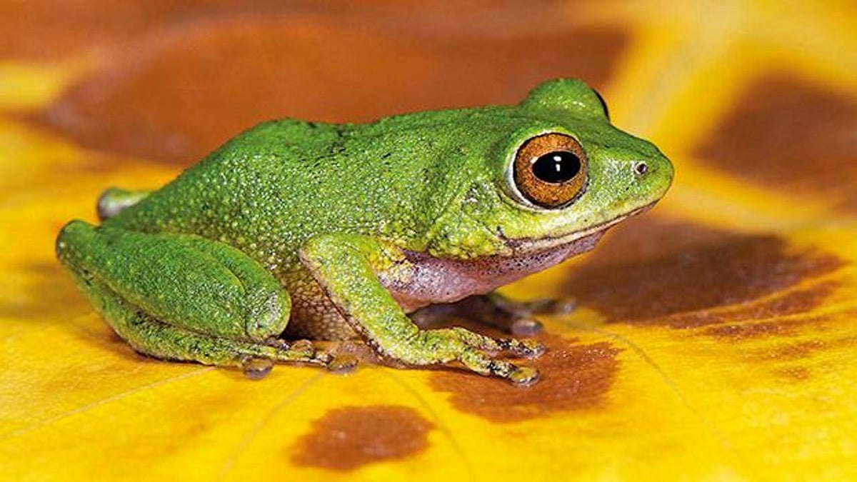 Wedding ceremony of two frogs takes place in UP - Vimarsana News