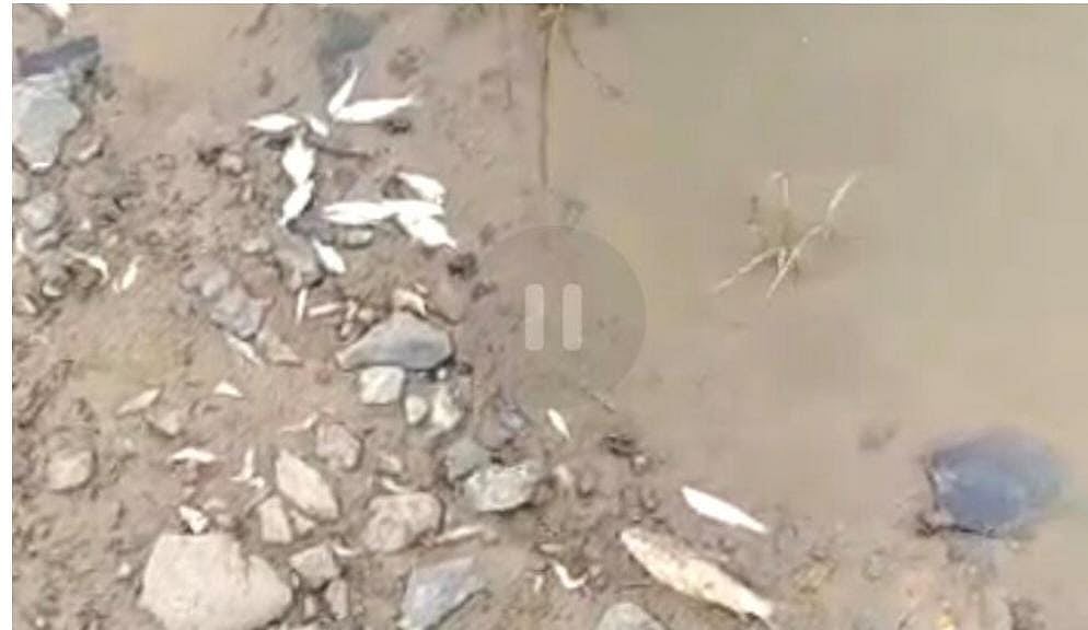 Alot: Hundreds of dead fish found in Kshipra, villagers panic - Vimarsana News