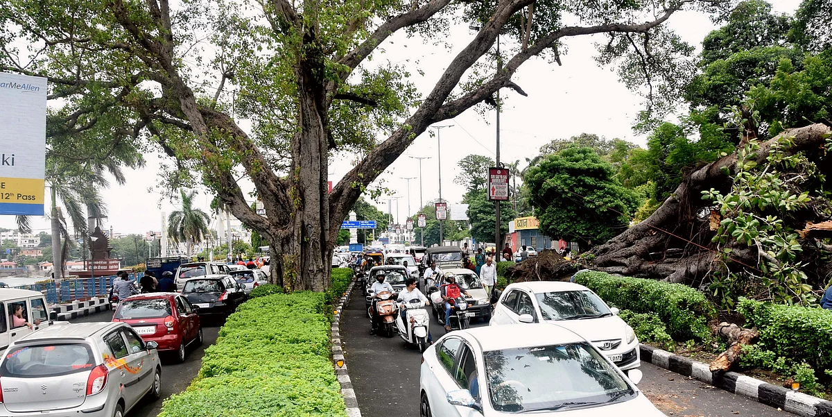 The uprooted 100-year-old Banyan tree near Kamla Park following heavy rains in Bhopal, Sunday. FP photo