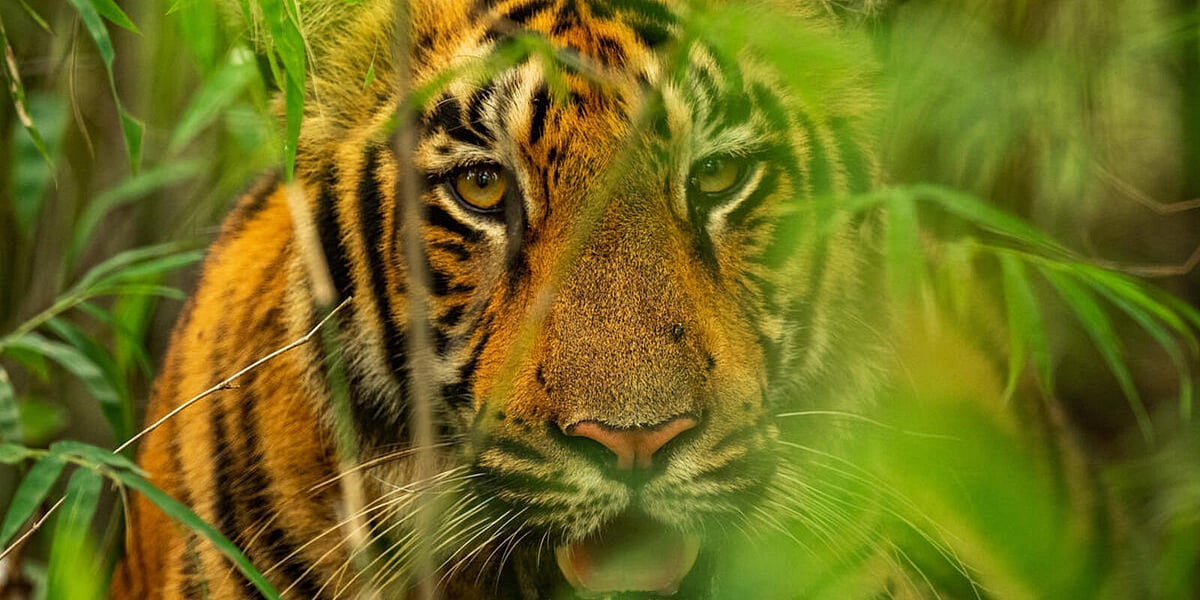 Bhopal: Big cat spotted at Nagar Van in Kaliasot - Vimarsana News