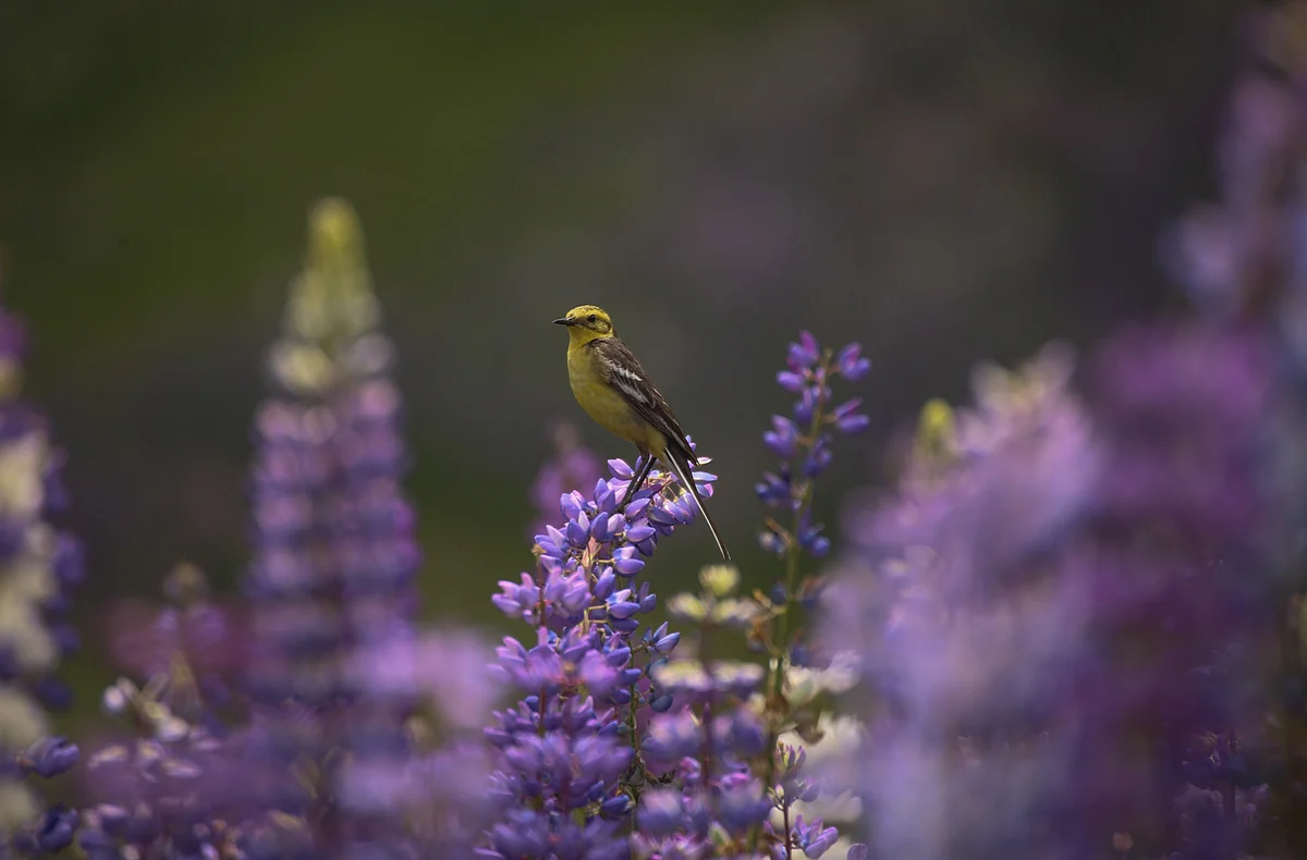 American Goldfinch sitting on a leavender flower in the meadows of world famous Ski resort in Gulmarg
