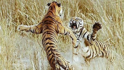 Maharashtra: Tiger carcass found in Chandrapur forest; territorial fight suspected - Vimarsana News