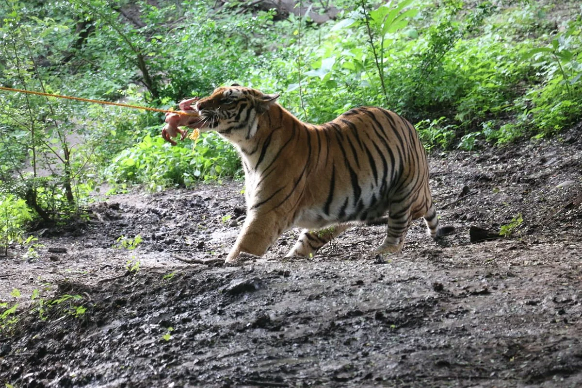 Indore zoo authorities held a live session of feeding the tigers in front of the public